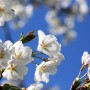 벚나무 #3 - 어느 나른한 봄날의 벚꽃 산책