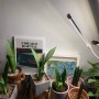 식물등][LED 전구조명 식물성장에 좋은 노란색등 식집사가 식물에게 주는선물 홈가드닝