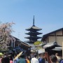 [장아나일상]일본 교토 오사카 벚꽃여행 다녀왔어요 입국조건 아직 남아있네요 하마터면 강제송환될뻔