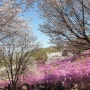 봄나들이 가볼만한곳 부천 원미산진달래축제(2023. 04.02)