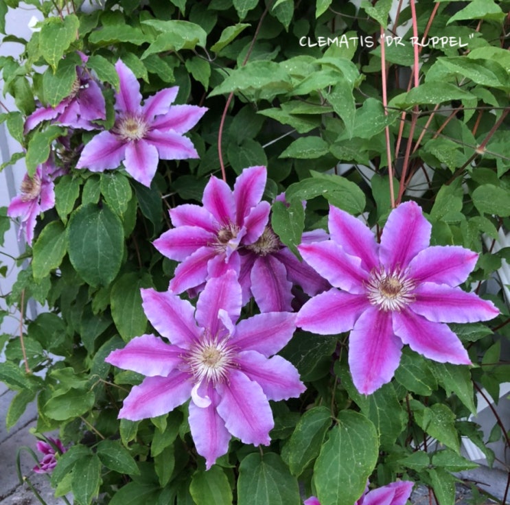 큰꽃으아리, 클레마티스 