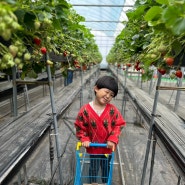 울산아이와가볼만한곳, 나리팜 딸기따기체험🍓