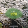 [경주] 보문정 봄