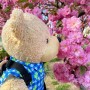 록펠러센터 빌드어베어, 토니드래곤즈 그릴 버거, 센트럴파크 꽃놀이하는 큰곰