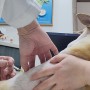 강아지 광견병 예방접종 주사 2023 무료접종 시기