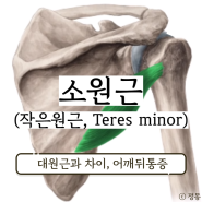 대원근 소원근 통증 예방 스트레칭 작은원근 위치 기능 (Teres minor)