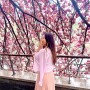 🌸🌸🌸충주댐 벚꽃길 23년 04월 15일 현재상황🌸🌸🌸겹벚꽃이 활짝 폈어요🌸🌸🌸