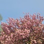 겹벚꽃명소 늘푸른전당 개화시기 꽃말