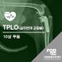 강아지 십자인대파열 TPLO - 아라동 동물병원