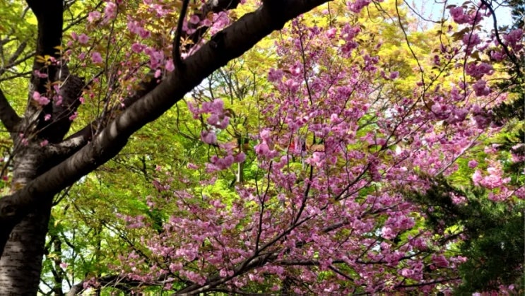 인천 자유공원 겹벚꽃 보러가요