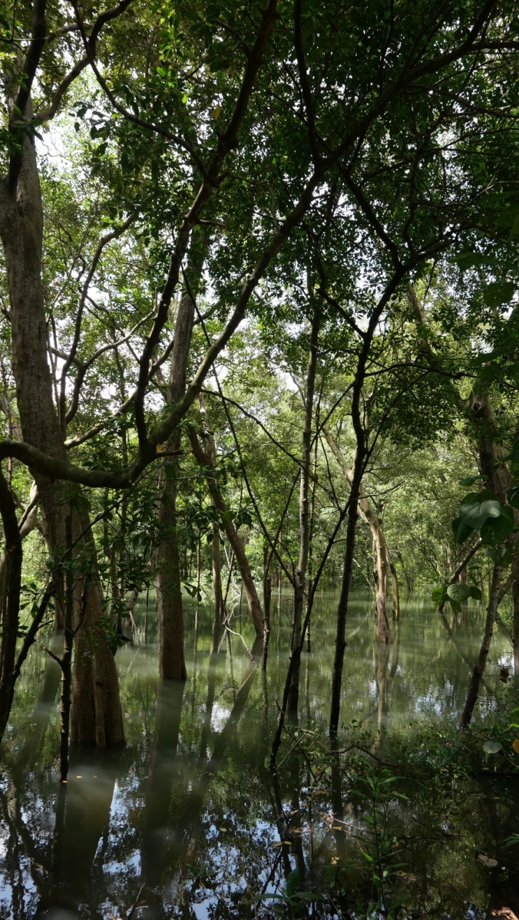 [싱가포르 여행] 숭게이 불로 습지 보호구역 (Sungei Buloh Wetland Reserve)