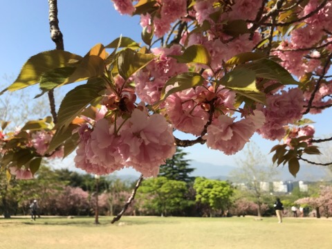 겹벚꽃 명소_경주 불국사, 부산 민주공원, 유엔공원