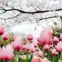 니콘 50.8s와 함께 즐긴 김해 연지공원 벚꽃과 튤립