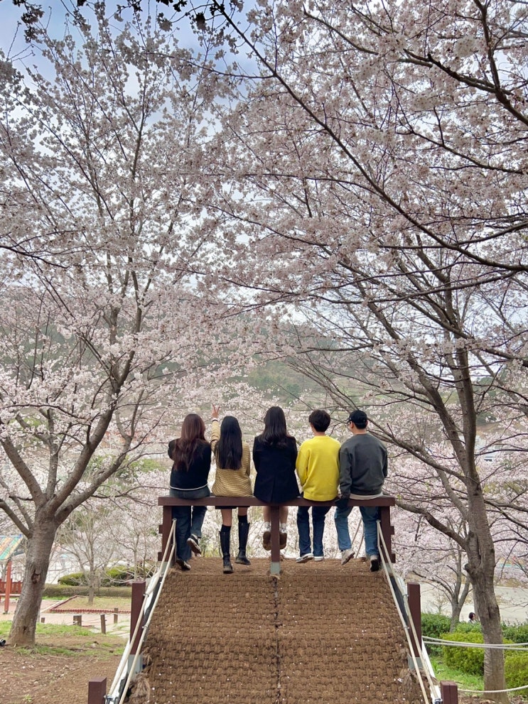 벚꽃이 만개한 김해 금병공원에서 친구들과 즐거운 피크닉