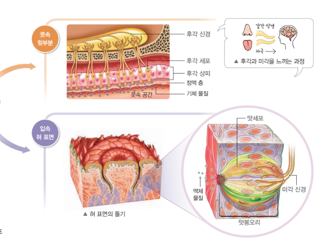 중3 과학 [자극과 반응] 정리 : 네이버 블로그