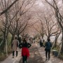 부산 대저생태공원 유채꽃, 낙동강 30리 벚꽃길