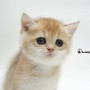 골드 브리티쉬 숏헤어 동탄 고양이 분양 블루 실버 : 성격, 특징