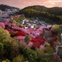드론으로 촬영한 꽃이 가득한 전주 완산꽃동산