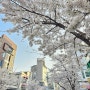 [4월] 벚꽃과 멘사 정기총회, 그리고 에코프로 ㅋㅋㅋ