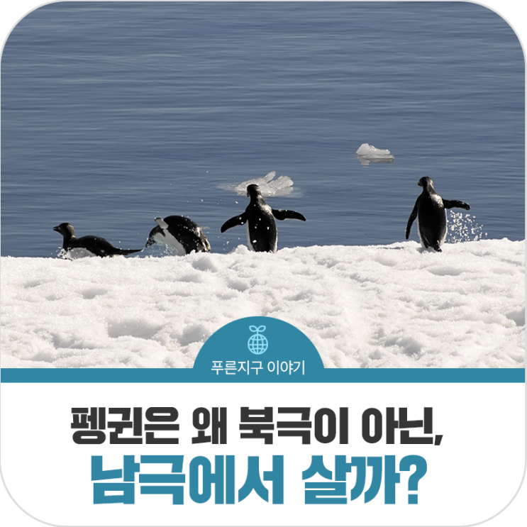 궁금한 이야기! 과연, 남극 펭귄은 북극에서도 살 수 있을까? : 네이버 블로그