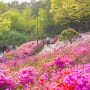 서울 철쭉 명소 겹벚꽃 보라매공원