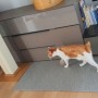 디팡 고양이매트, 반려묘 안전과 층간소음 예방을 위해 집사가 준비해야 할 필수품!