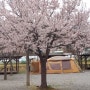 벚꽃 명당 남양주 대성리 토마토 캠핑장 (벚꽃 없는 벚꽃 캠)