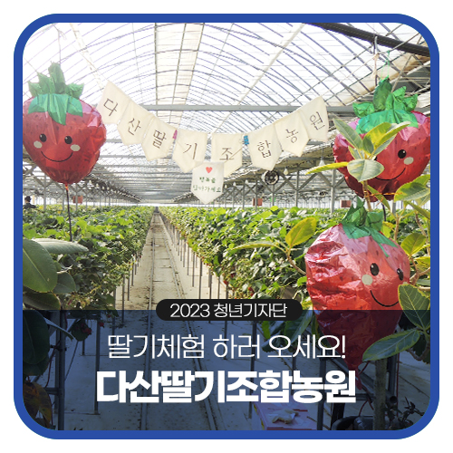 하러 오세요! 경북 고령 딸기체험농장 <다산딸기조합농원>