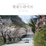 청주에서 회인, 옥천 소정리, 대전 오동선까지 벚꽃따라 벚꽃드라이브