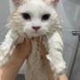 고양이 목욕 주기와 목욕 방법 및 유의사항 : 야옹이 목욕시키기는 쉽지 않다.