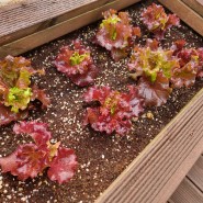 옥상 텃밭 상추 키우기 각종 쌈채소 화단 정리 / 스파티필름 분양