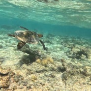 [신혼여행 몰디브 DAY3] 바다거북이를 만나다!!!🐢💚 선셋피싱(바다낚시) / 스노클링 산호초 주의(알러지,독) / 플로팅 조식, 저녁은 바베큐파티