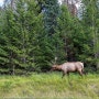 밴쿠버, 옐로나이프, 캐나다 로키 자유여행 46: 재스퍼의 패트리셔호수(Patricia Lake) 부근에서 만난 숫놈 엘크(Bull Elk)와 야생화 (190903, 화, 재스퍼)