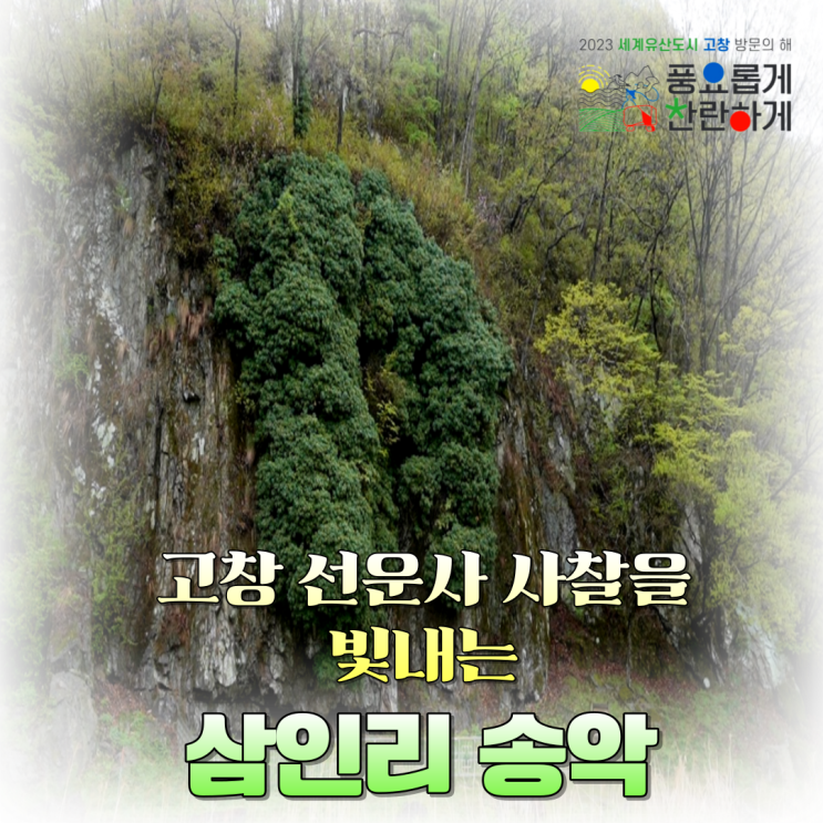 고창 선운사 사찰을 빛내는 '삼인리 송악' : 네이버 블로그