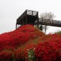 곡성 섬진강변 기찻길 철쭉 붉은 꽃길 풍경