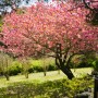 4월 제주 겹벚꽃 명소 상효원수목원