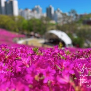 군포 여행. 봄꽃 명소 군포철쭉동산, 철쭉 개화 상황