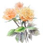 꽃그리기 수업 : 시선을 사로잡는 꽃그림 [중급] 온라인 클래스