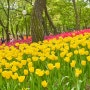 서울숲 튤립 4월 개화현황 지금 딱 가야할때!