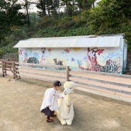 아이와 가볼만한곳)홍천 알파카월드 동물 먹이주기 체험