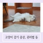 사람감기 고양이한테 옮을까? 고양이 감기 종류와 관리방법