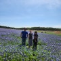 Austin) Muleshoe Bend Wildflower- Blue Bonnets and McKinney Falls State Park