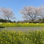 제주벚꽃여행 2일차_넉둥베기/블루메베이글/녹산로/장승포식당