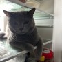 고양이가 냉장고에서 안나온다.