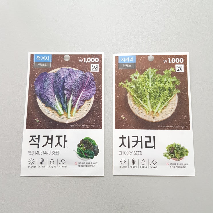 베란다텃밭) 다이소 적겨자씨앗, 치커리씨앗(발아,파종) : 네이버 블로그