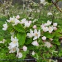 청송 하늘아래농원에도 아리수 홍로 시노노골드 부사 사과꽃이 활짝피었습니다