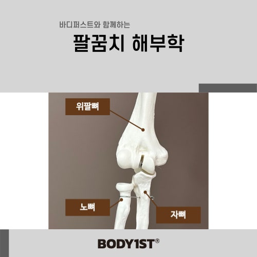 팔꿈치 해부학 (Elbow joint, 주관절) - 자뼈(척골), 노뼈(요골), 위팔뼈(상완골)에 대해 알아보기 [ 체형 분석 ...