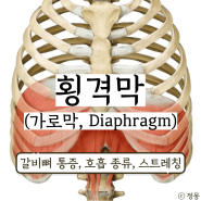 갈비뼈 통증 횡격막 기능 호흡 종류 스트레칭 (가로막, Diaphragm)