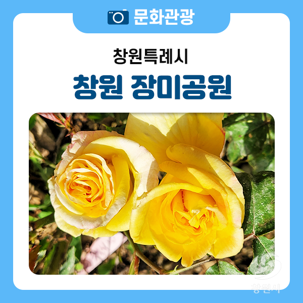 창원 나들이 장소 추천, 창원 성산구 장미공원