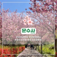 서산 문수사 주차와 실시간 겹벚꽃 개화상황(23.04.21)